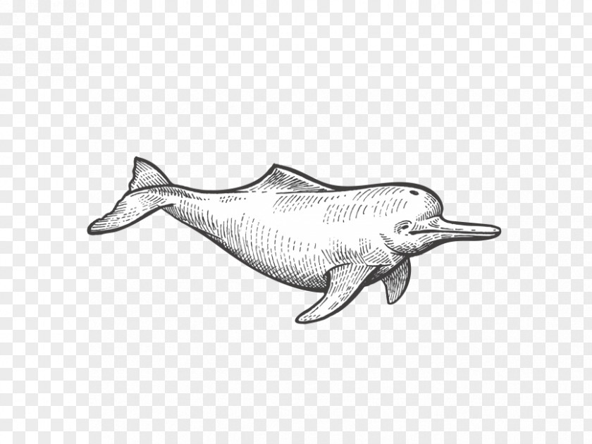 Dolphin Transparency And Translucency Vector Graphics Drawing Illustration PNG