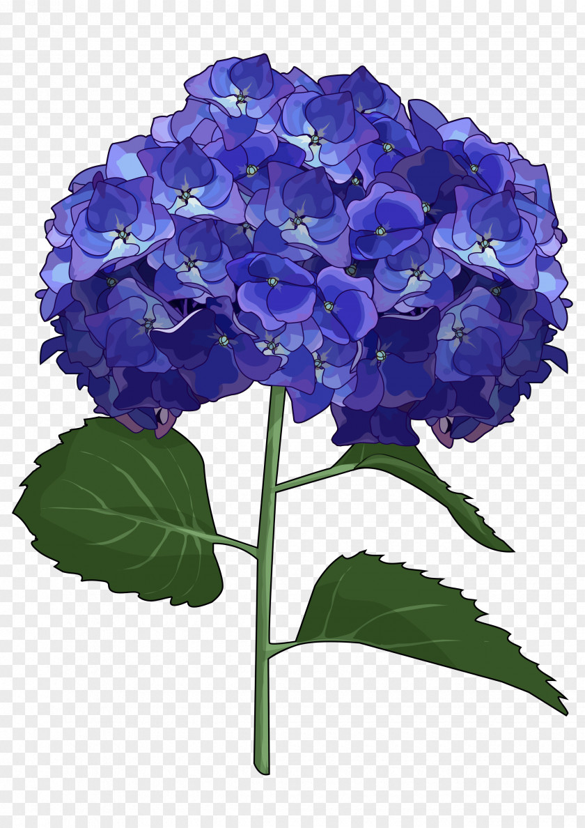 Flower French Hydrangea Cut Flowers Drawing PNG