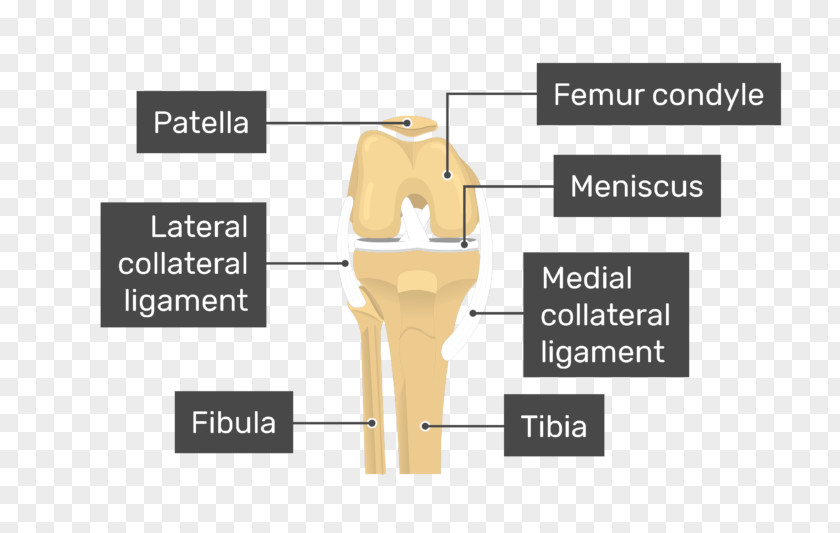 Patellar Tendinitis Patella Knee Medial Condyle Of Femur Anatomy PNG