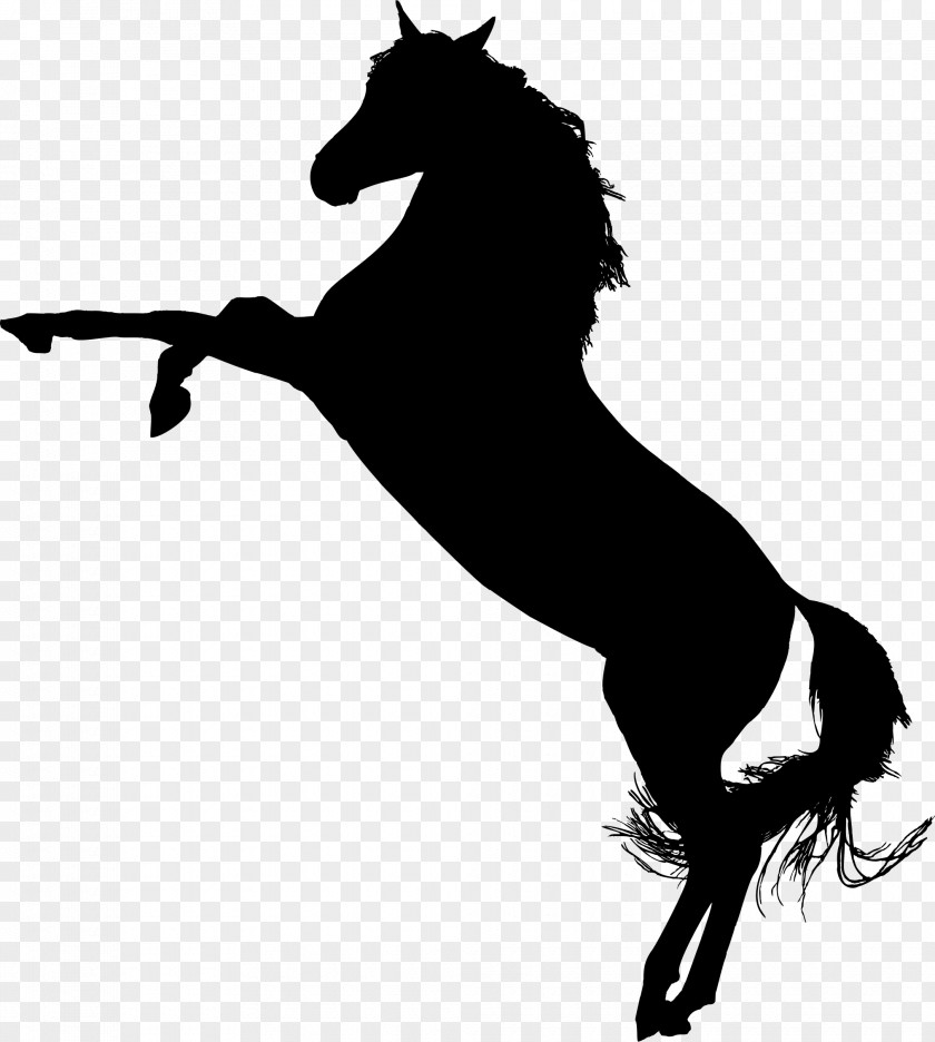 Arab Tennessee Walking Horse Mustang Stallion Mare Clip Art PNG