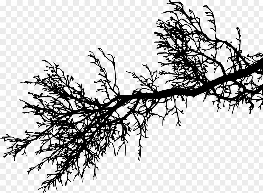 Branches Branch Tree Silhouette Twig PNG