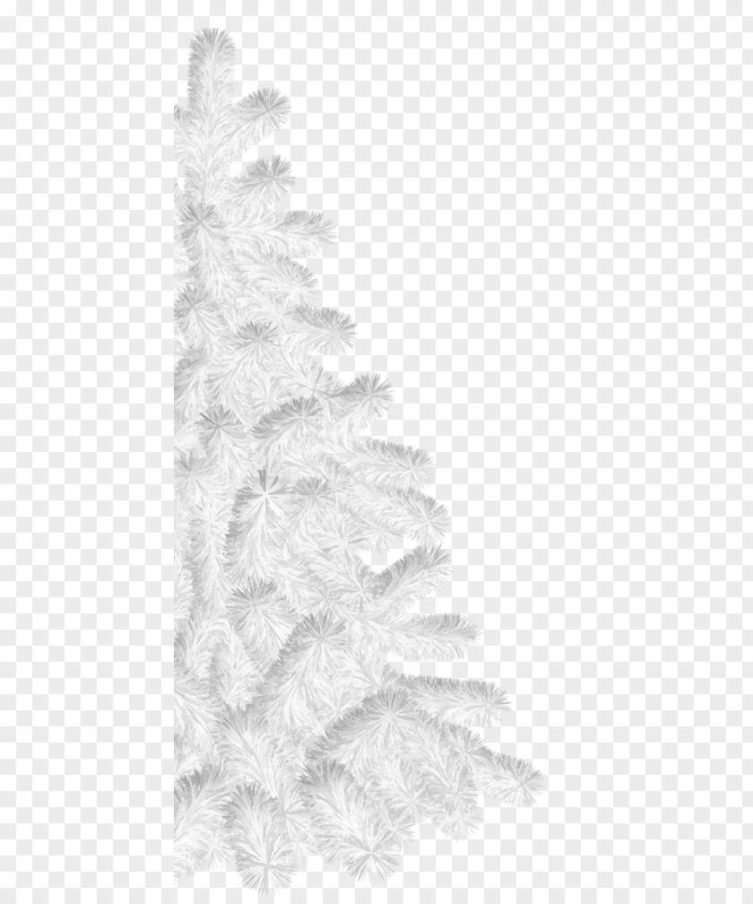 Christmas Tree Spruce Fir Day PNG