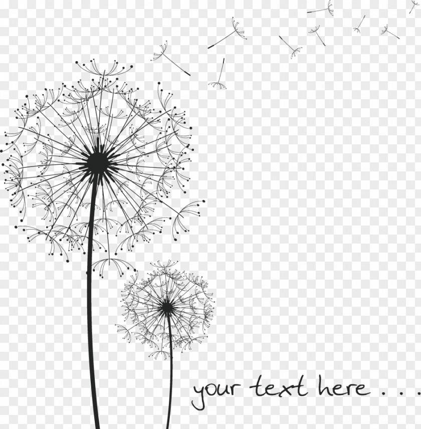 Dandelion Vector Common Black And White Drawing PNG