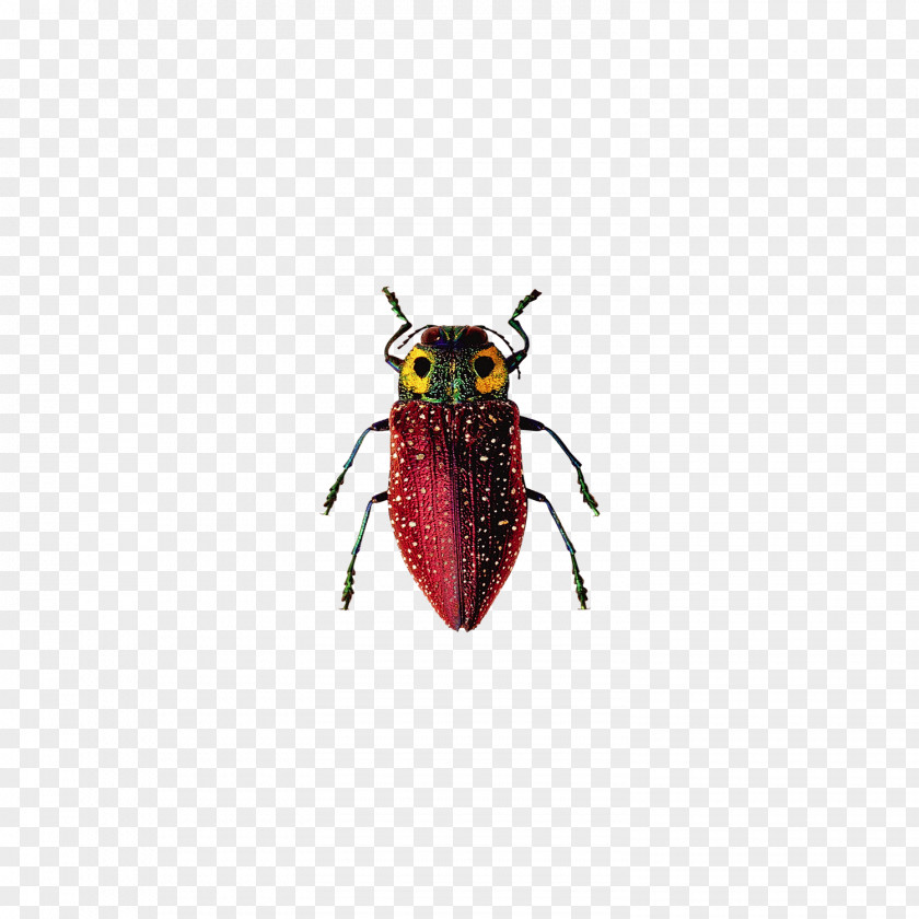Insect Cockroach Ichthyornis PNG