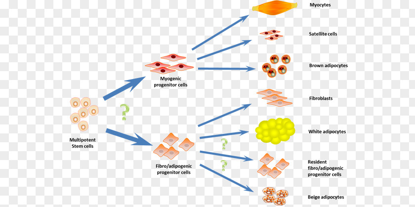 Prenatal Development Line Diagram PNG