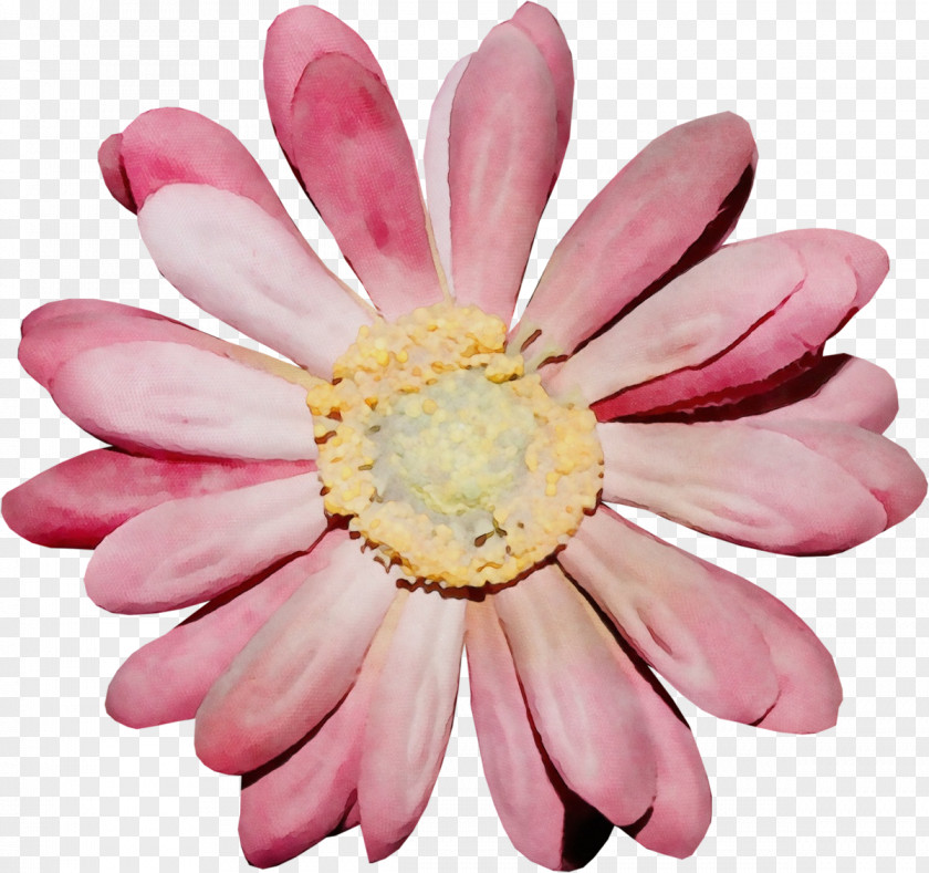 Water Lily Wildflower Watercolor Pink Flowers PNG