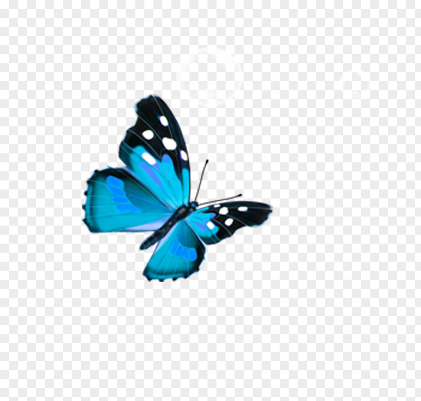 Butterfly Blue PNG