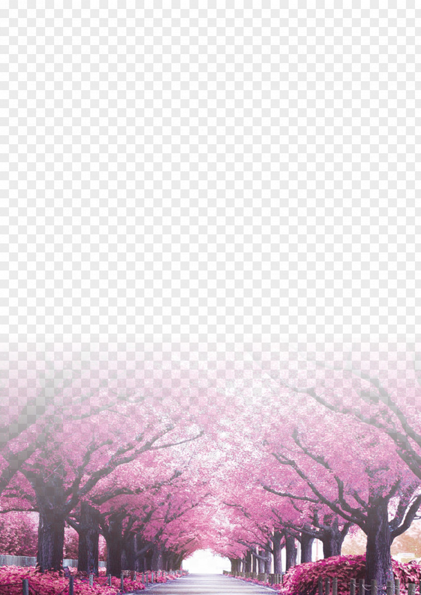 Cherry Background Tree Blossom Trunk PNG