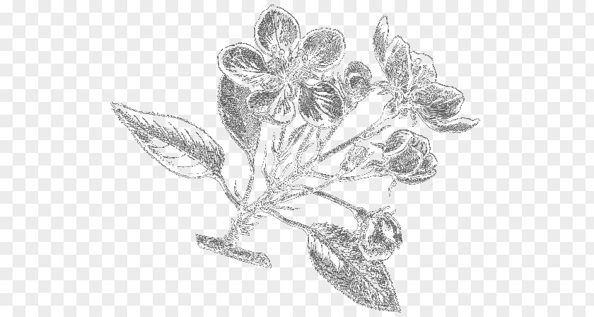 Herb Illustration Essential Oil Frankincense Health PNG