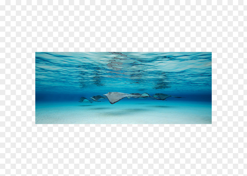 Water Underwater Marine Biology Ningaloo Coast Ocean PNG