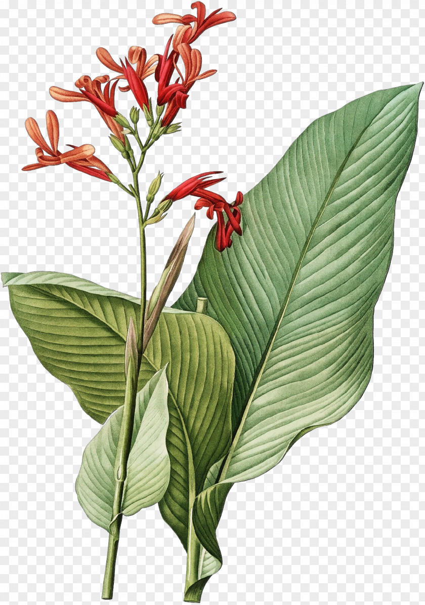 Zingiberales Lobelia Lily Flower Cartoon PNG