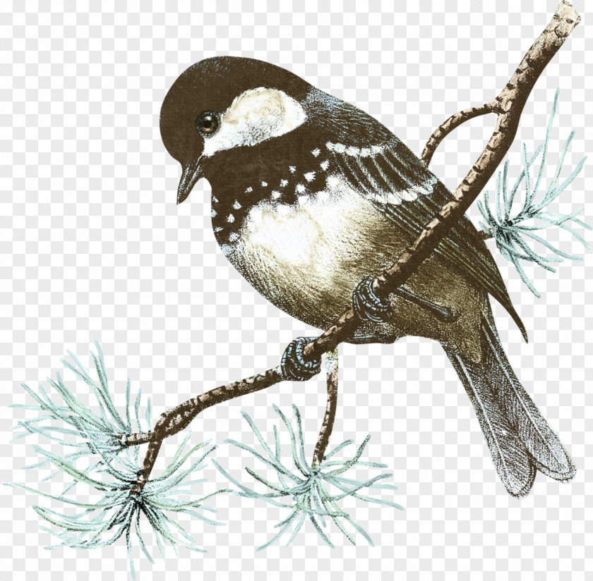 Birds Bird House Sparrow Clip Art PNG
