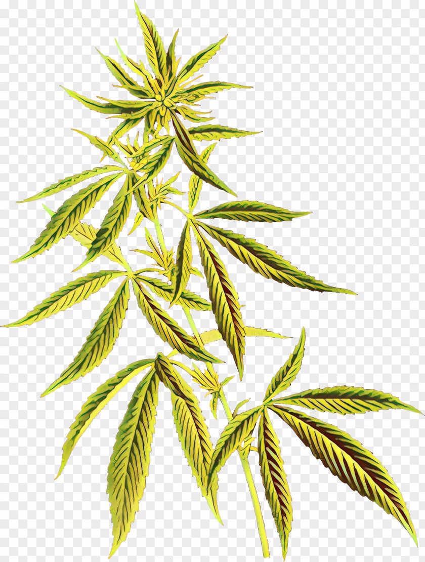 Cannabidiol Cannabis Sativa Tetrahydrocannabinol Hemp PNG