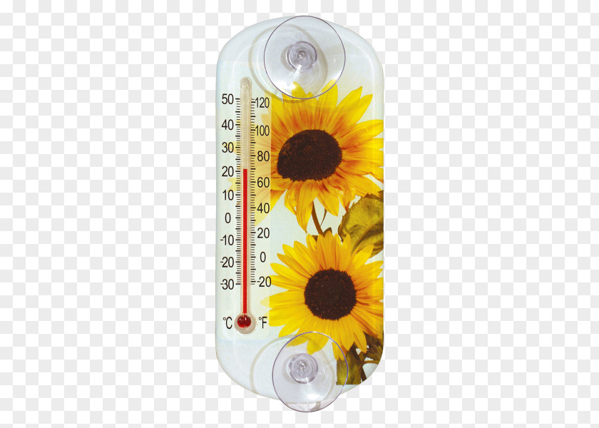 Homero Common Sunflower Seed Daisy Family Thermometer Measurement PNG