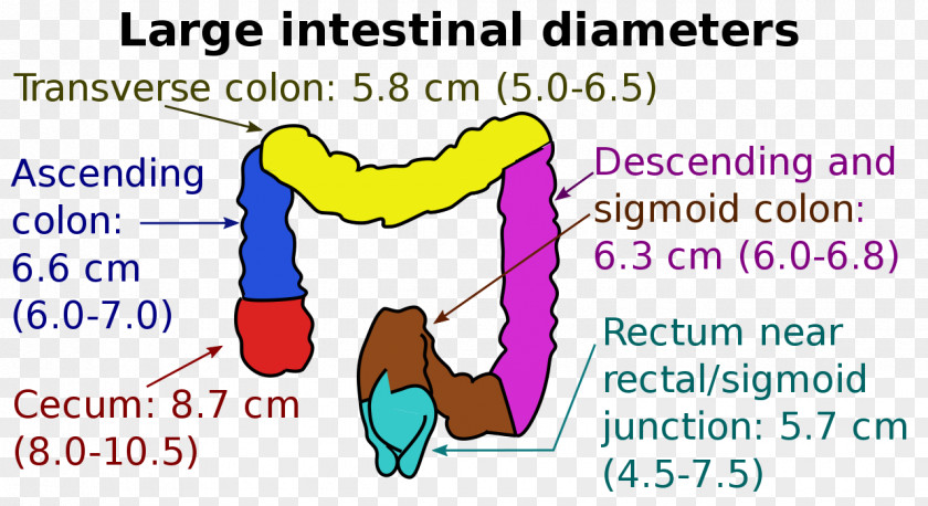 Intestine Large Descending Colon Small Cecum Ascending PNG