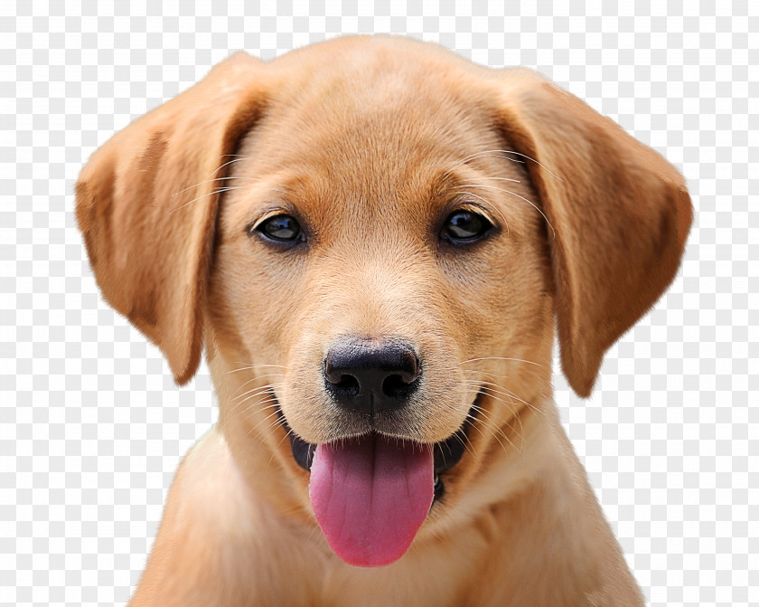 Labrador Retriever Cat Puppy Golden Dog Grooming PNG