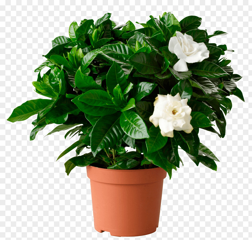 Plant Cape Jasmine Houseplant Flowerpot Shrub PNG