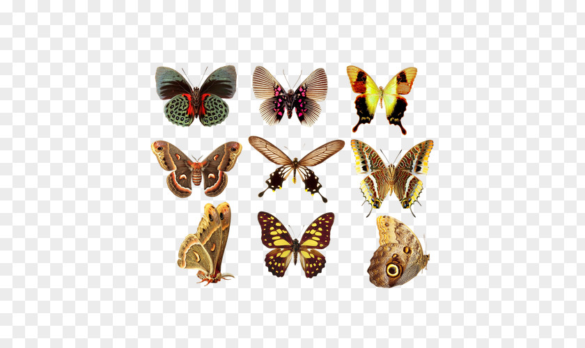 Colorful Butterfly Greta Oto Clip Art PNG