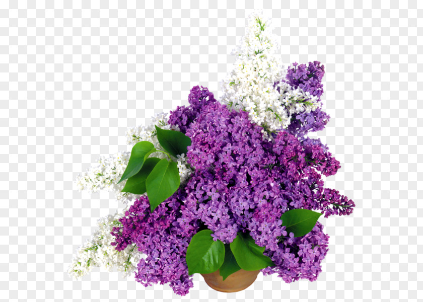 Flower Common Lilac Bouquet Cut Flowers PNG