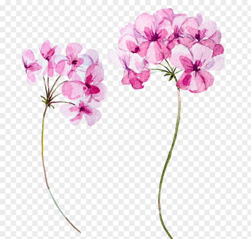 Flower Pink Plant Petal Cut Flowers PNG
