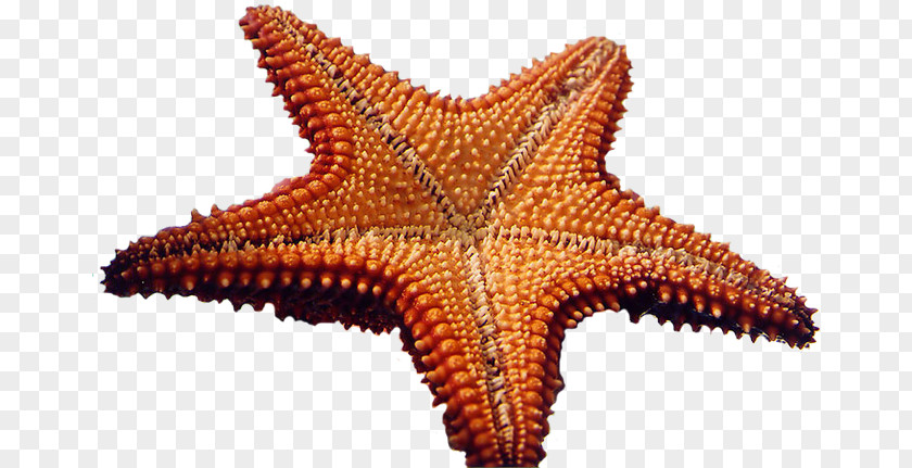 Starfish Clip Art Invertebrate Echinoderm PNG