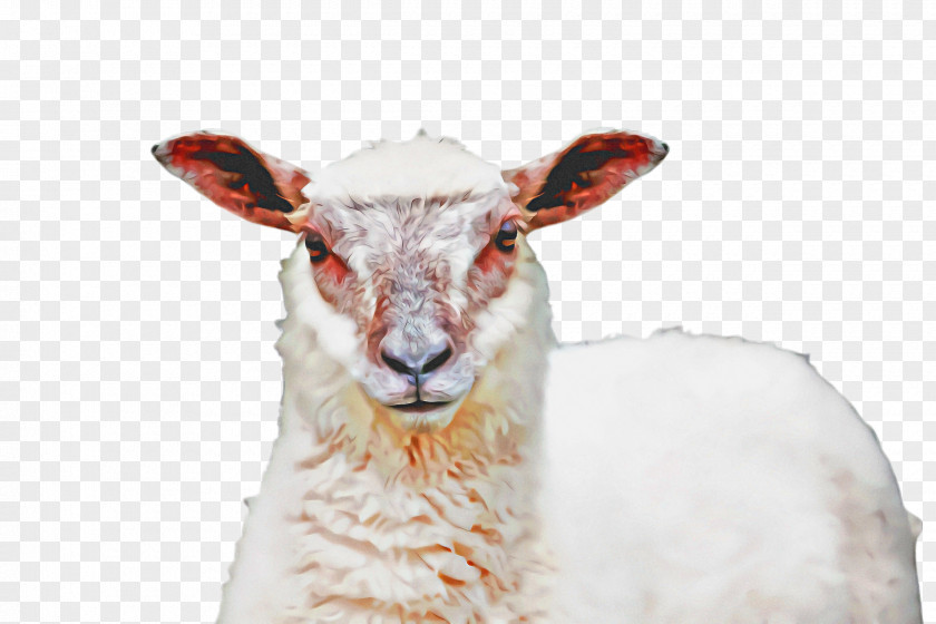 Wildlife Goatantelope Cartoon Sheep PNG