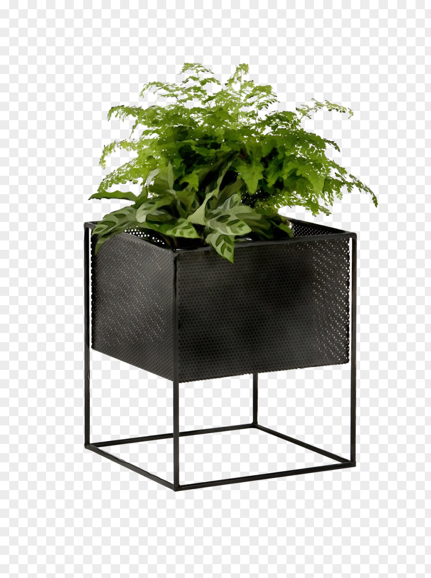 Annual Plant Vascular Flowerpot Leaf Houseplant Table PNG