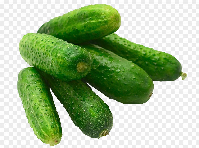 Cucumber Seed Vegetable Pickled Slicing 2012 Outbreak Of Salmonella PNG