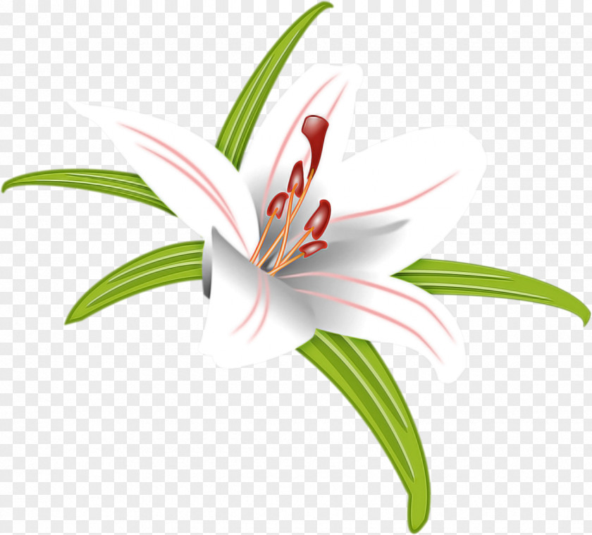 Flower Lily Plant Tiger Petal PNG