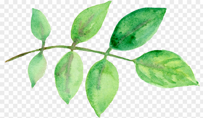 Green Leaves Watercolor Leaf Watercolor: Flowers Painting PNG