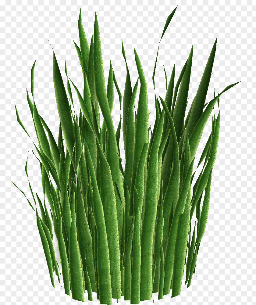 Plants Welsh Onion Nature Ecosystem Green PNG