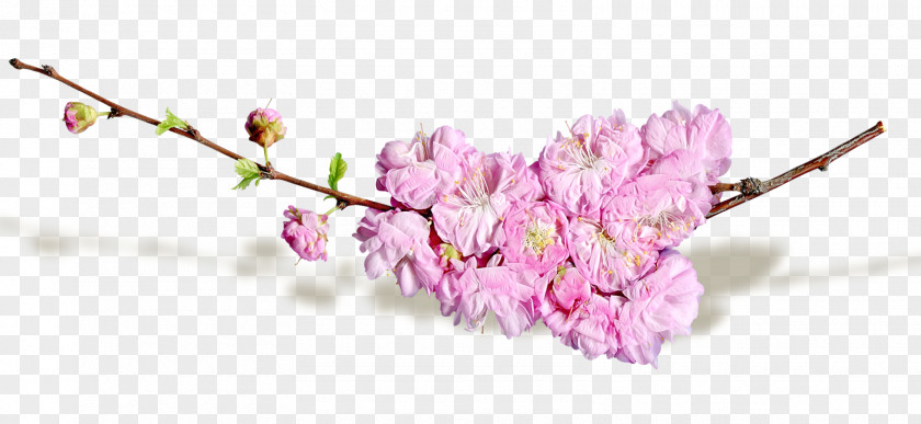 Spring Flowers Cut Blog PNG