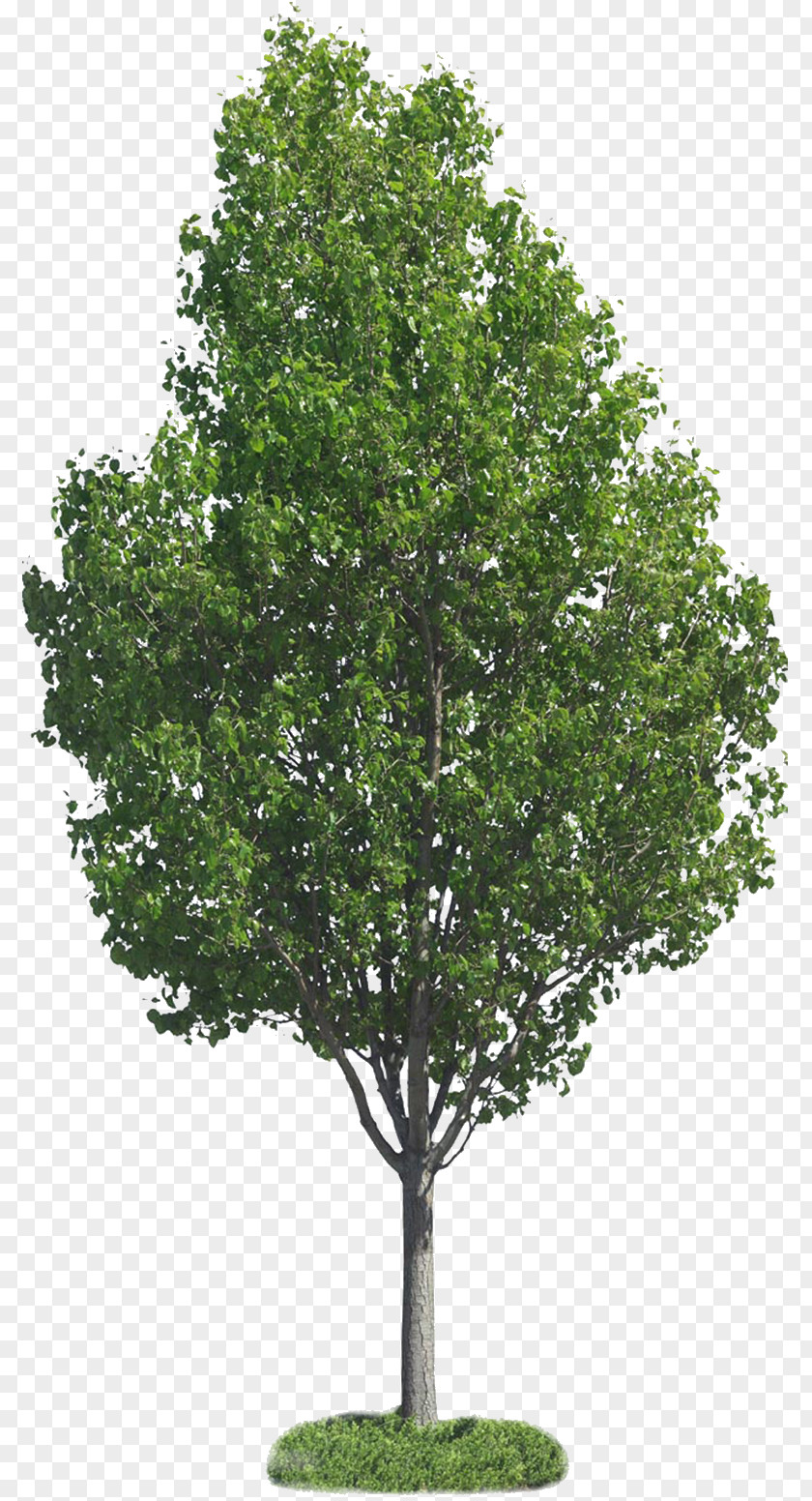 Trees Tree Clip Art PNG