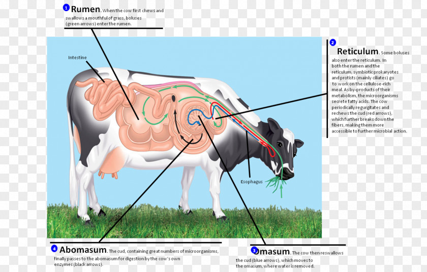 Animal Physiology Ruminant Digestion Gastrointestinal Tract Rumen Monogastric PNG