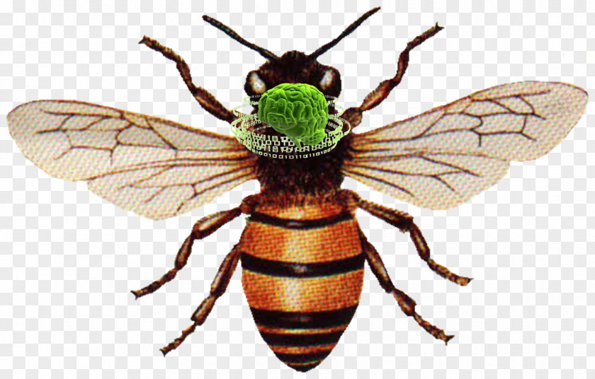 Bee Of Success & Jubilant Western Honey Insect Worker Beekeeping PNG