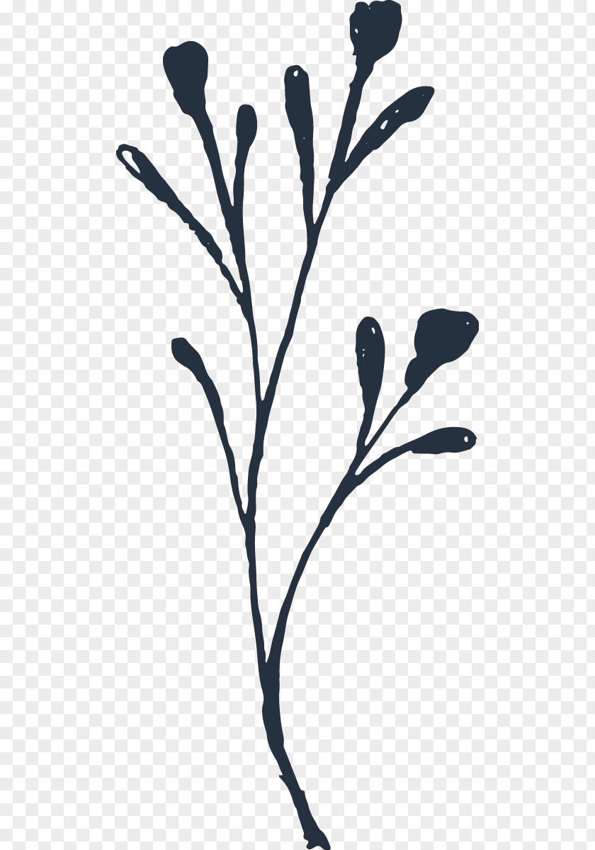 Hand-painted Plants Black And White Download PNG