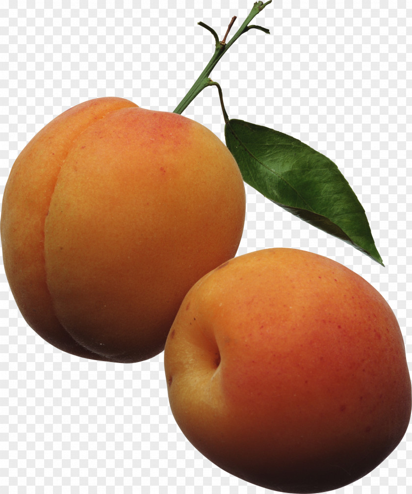 Peach Image Apricot Fruit Clip Art PNG