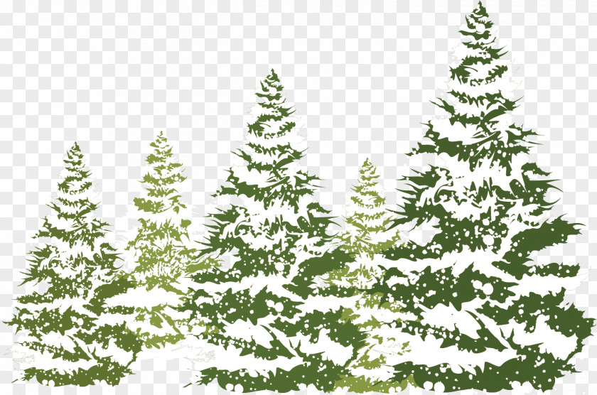 Pine Winter Material Snow PNG