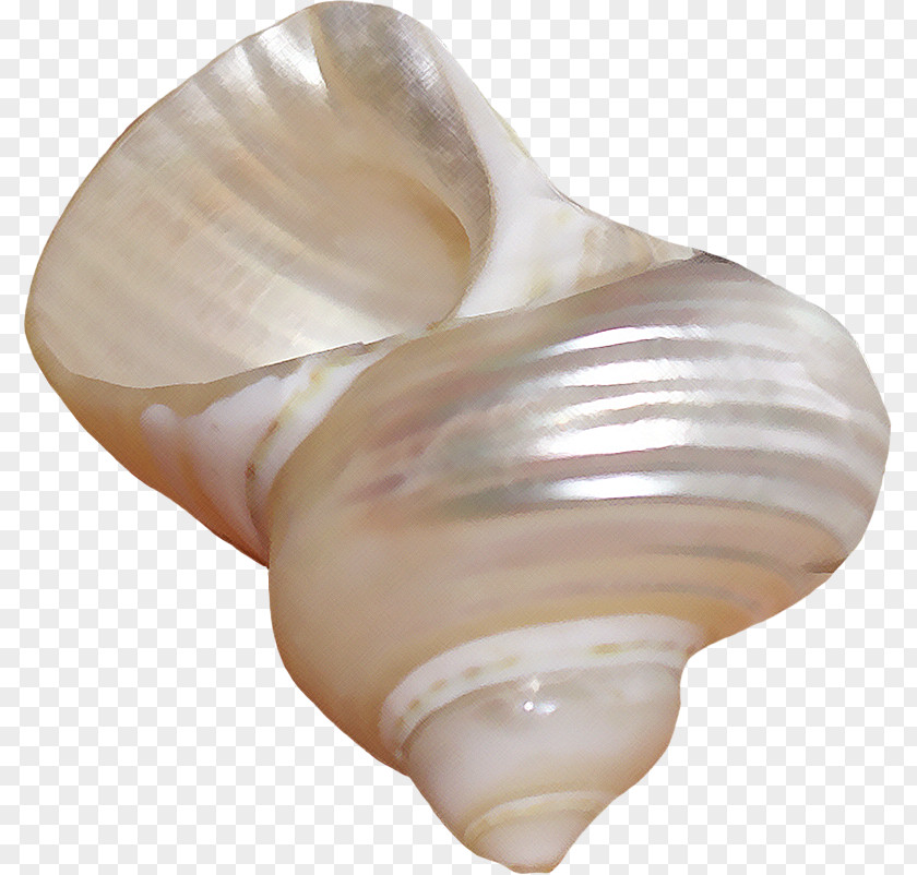 Seashell Shankha Conchology Shell Beach Tellinidae PNG