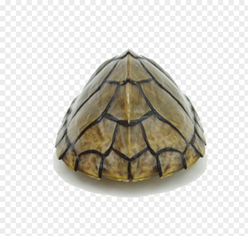 Sham Razor Turtle Box Tortoise PNG