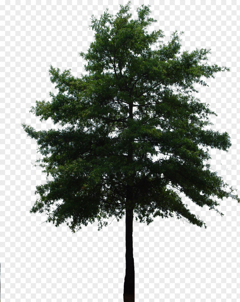 Tree Branch Fir Evergreen Arecaceae PNG