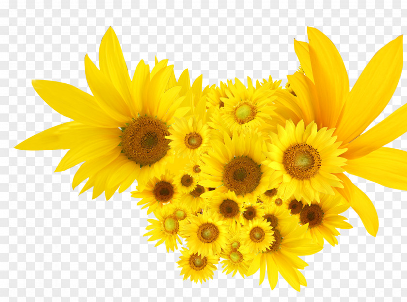 Yellow Sunflowers Common Sunflower Calendula Officinalis Seed PNG
