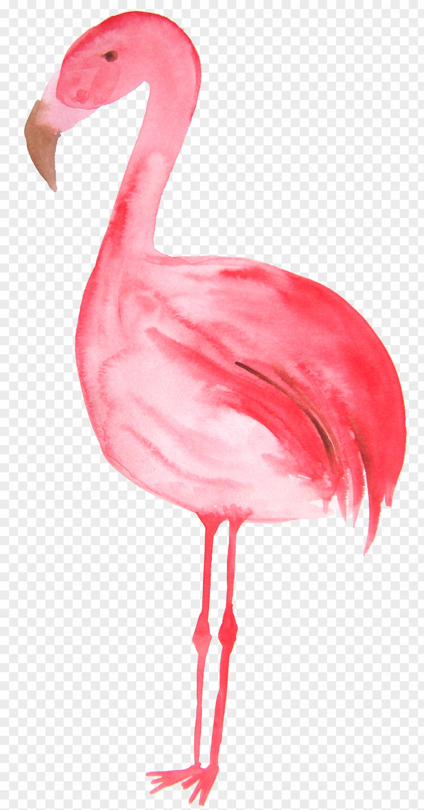 Red Hand Painted Flamingo Flamingos Bird Illustration PNG