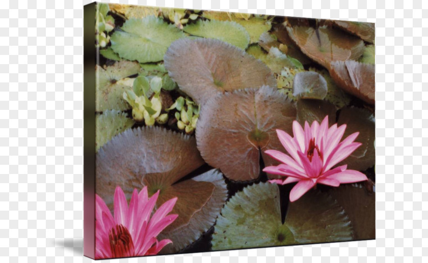 Water Lilies Wildflower Petal Aquatic Plants PNG