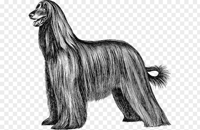 Afghan Hound Scottish Deerhound Taigan Ancient Dog Breeds PNG