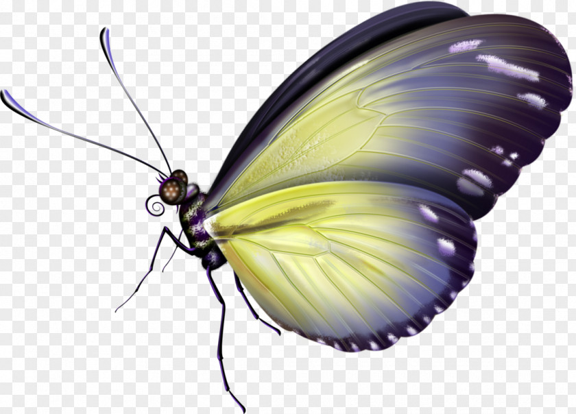 Butterfly Transparent Download Insect Clip Art Drawing Image PNG