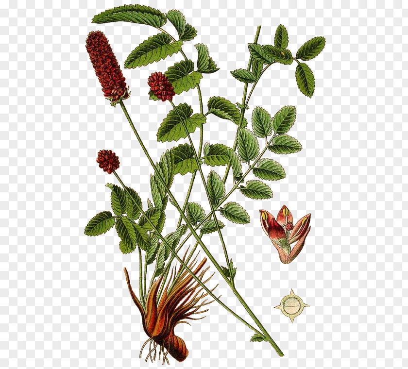 Cinnamomum Verum Sanguisorba Officinalis Salad Burnet Medicinal Plants Perennial Plant PNG