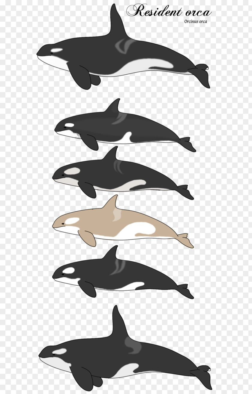 Funny Killer Whale Dolphin DeviantArt Digital Art PNG