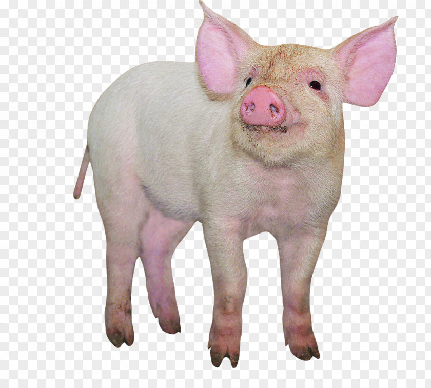 Just Eat Pig Domestic Google Images Designer Livestock PNG