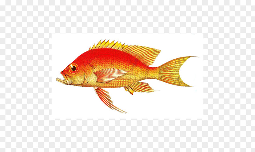 Northern Red Snapper Goldfish Feeder Fish Marine Biology Perch PNG